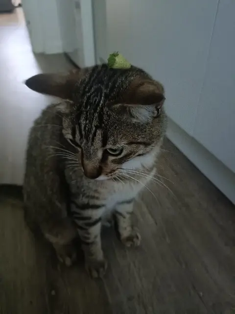 chat lost   44480 Donges Közi