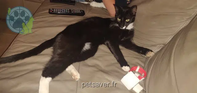 chat lost   44140 Geneston Lennon