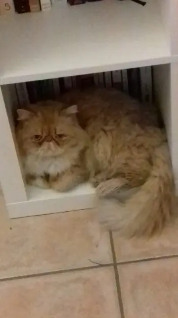 chat lost   44230 Saint-Sébastien-sur-Loire Lion