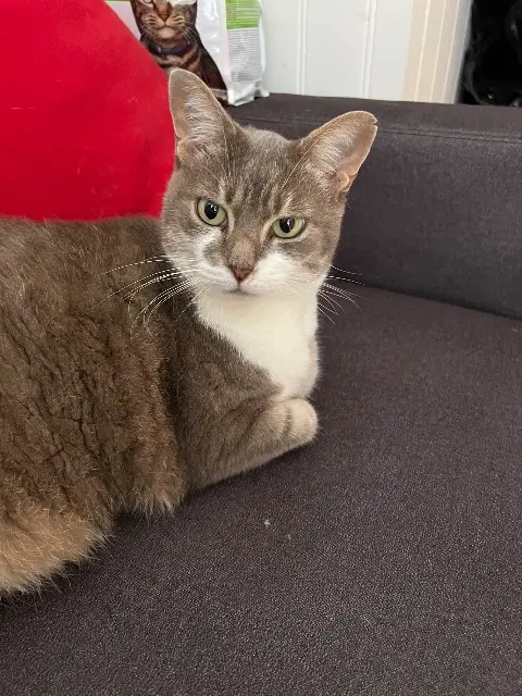 chat lost   44140 Remouillé Loulou