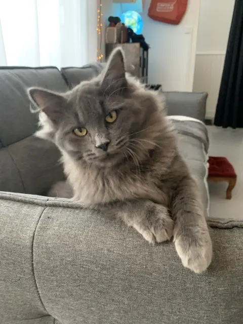 Kater vermisst 44600 Saint-Nazaire Lucien Kater lost 44600 Saint-Nazaire Lucien