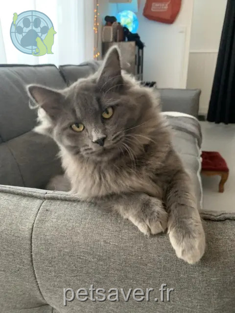 cat lost 44600 Saint-Nazaire Lucien cat lost 44600 Saint-Nazaire Lucien