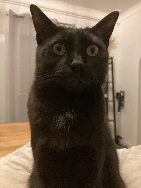 chat lost   44320 Saint-Viaud Lucifer