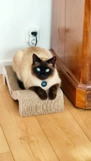 chat lost   44360 Vigneux-de-Bretagne Lulu