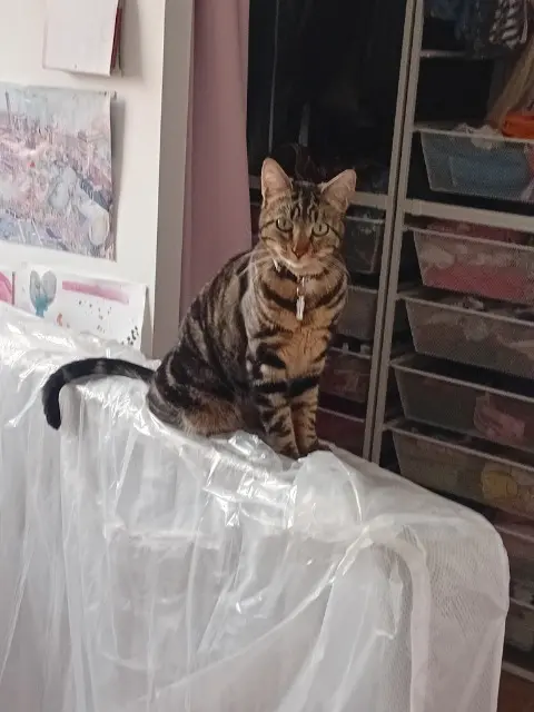 chat lost   44340 Bouguenais Léo