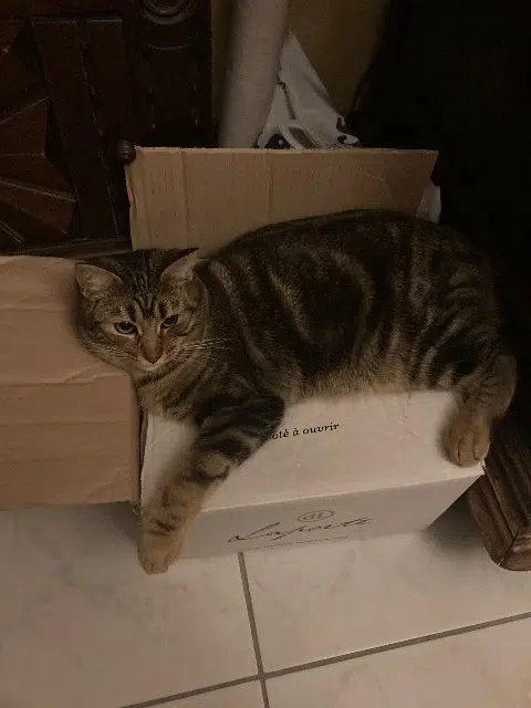 chat lost   44400 Rezé Mahou