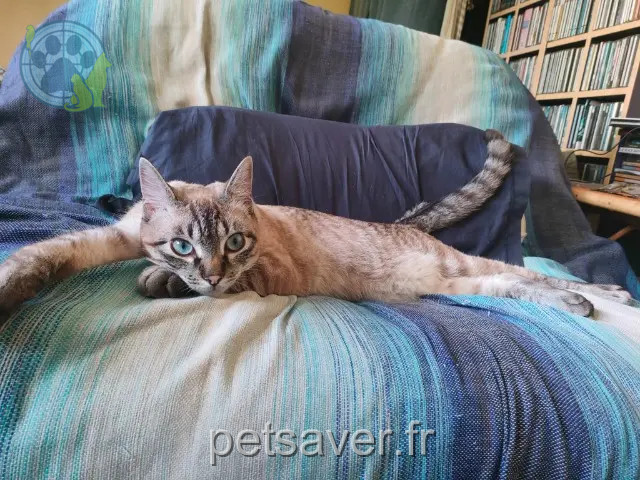 gato perdido 44680 Sainte-Pazanne Maki gato lost 44680 Sainte-Pazanne Maki