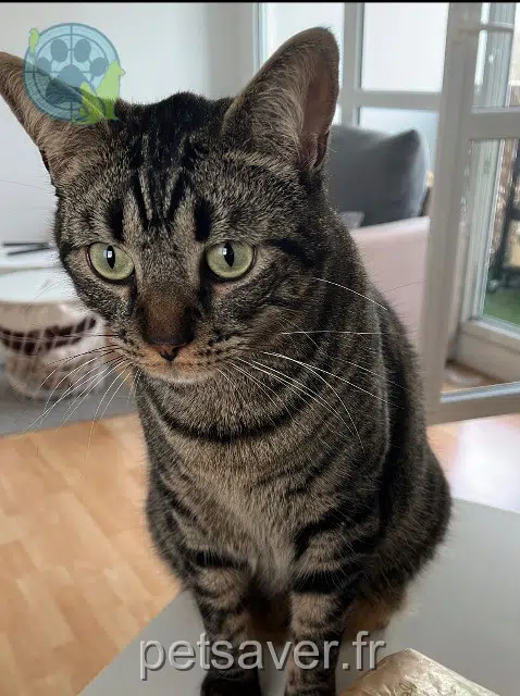 chat lost   44600 Saint-Nazaire Maki