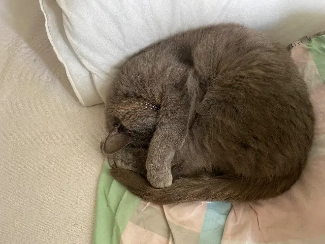 chat lost   44230 Saint-Sébastien-sur-Loire Malow