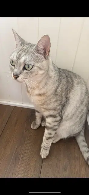 chat lost   44600 Saint-Nazaire Marley