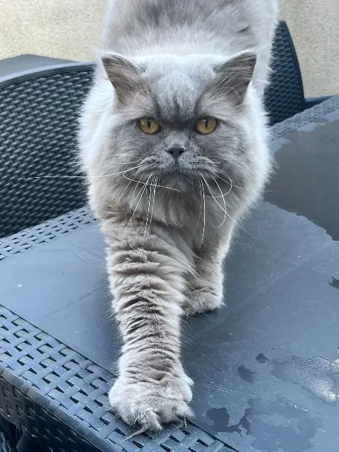 chat lost   44690 Saint-Fiacre-sur-Maine Marvey