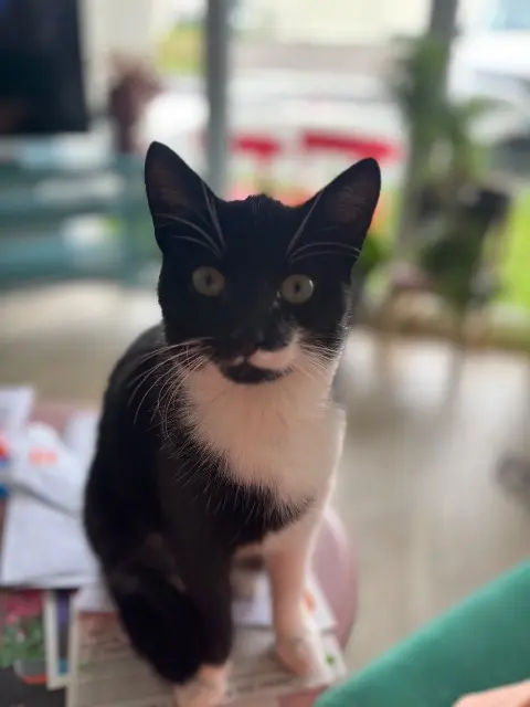 chat lost   44460 Saint-Nicolas-de-Redon Maurice