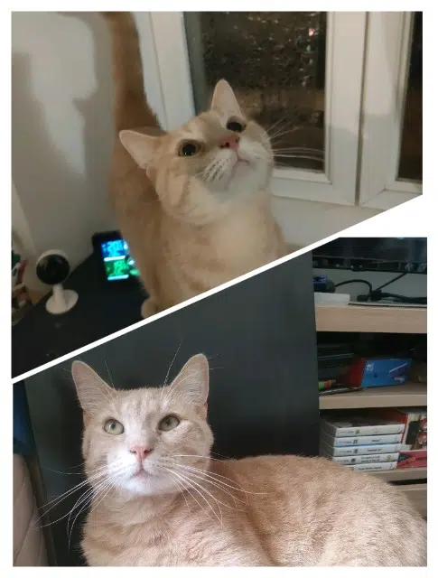 chat lost   44550 Montoir-de-Bretagne Merry