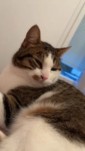 chat lost   44800 Saint-Herblain Milo