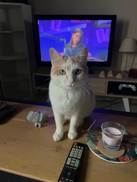 chat lost   44590 Saint-Vincent-des-Landes Milo