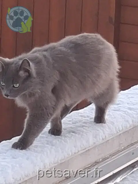 chat lost    Chaumes-en-Retz Mojito