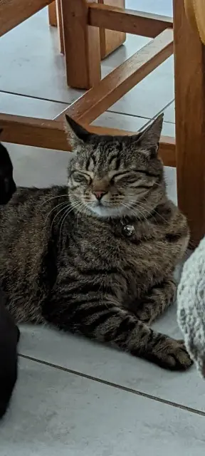 gato perdido 44120 Vertou Moka gato lost 44120 Vertou Moka