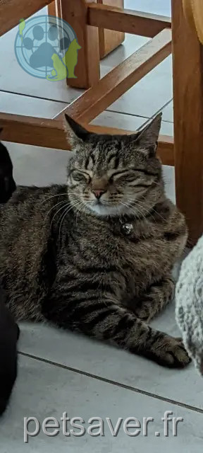 kater vermist 44120 Vertou Moka kater lost 44120 Vertou Moka