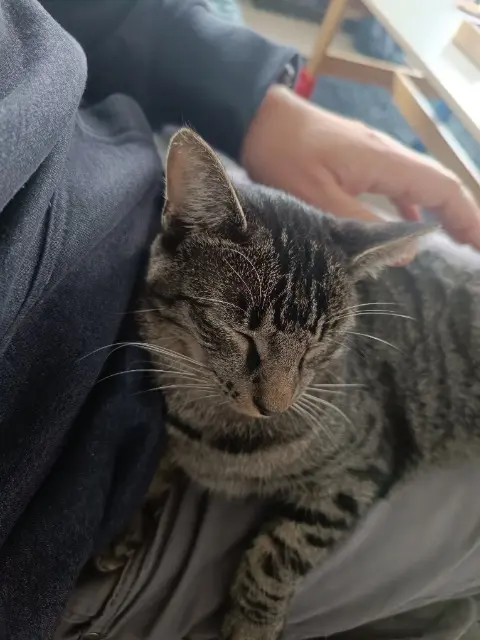 chat lost   44510 Le Pouliguen Molky