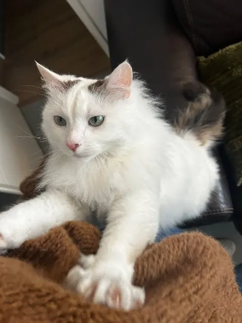 chat lost   44230 Saint-Sébastien-sur-Loire Mon chat