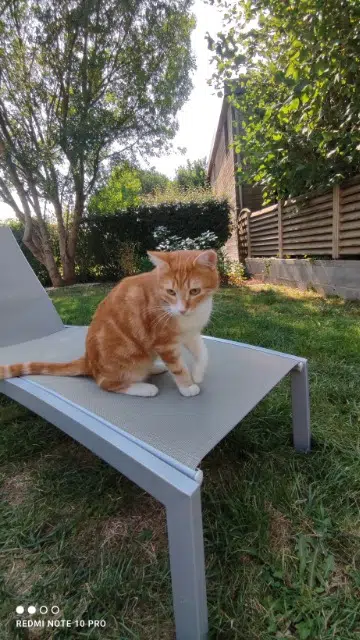 chat lost   44140 La Planche Moscou