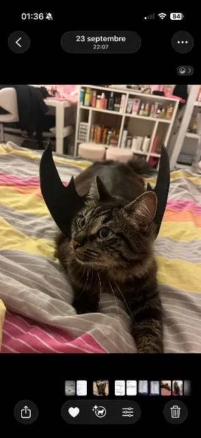 chat lost   44120 Vertou Mowgli