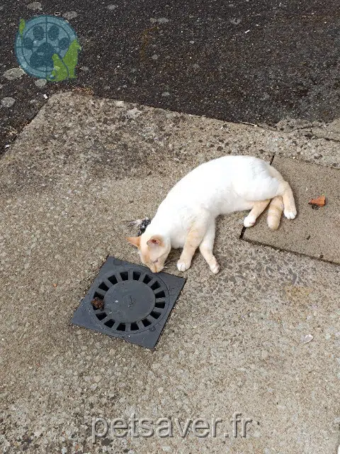gatto lost 44330 Vallet Mozart