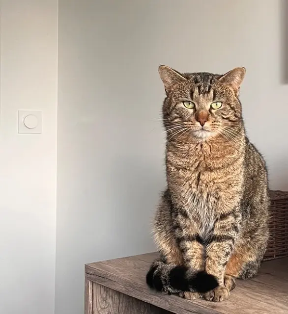 chat lost   44690 Château-Thébaud Muffy