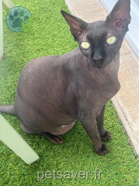 kater vermist 44190 Saint-Lumine-de-Clisson Nanouch kater lost 44190 Saint-Lumine-de-Clisson Nanouch