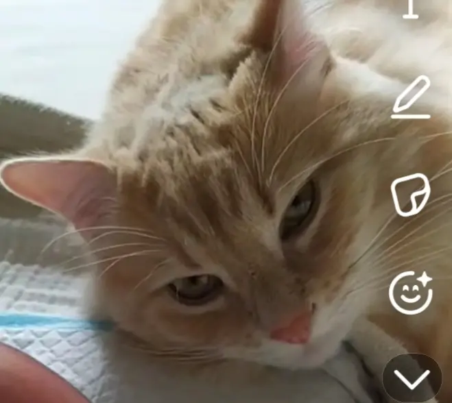 Kater vermisst Nantes Aeko Kater lost Nantes Aeko