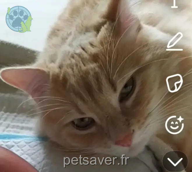 gatto perso Nantes Aeko gatto lost Nantes Aeko