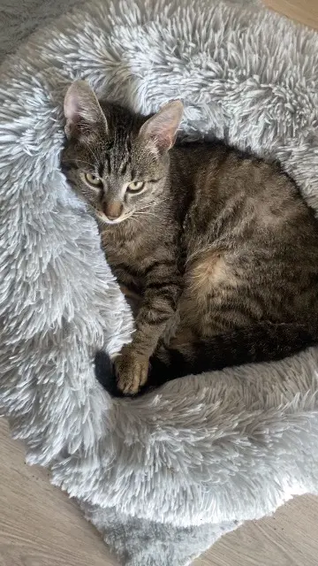 chat lost    Nantes Arrow