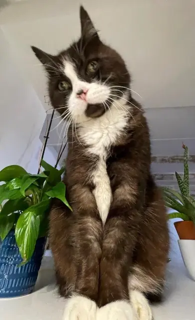 chat lost    Nantes Bali