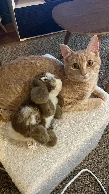 chat lost    Nantes Barberousse