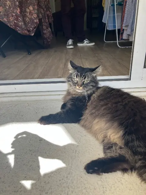 chat lost    Nantes Bibi