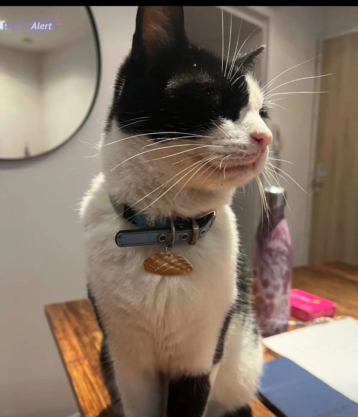 Chat Perdu 44 Loire-Atlantique Nantes - Binouze Chat Perdu 44 Loire-Atlantique Nantes - Binouze