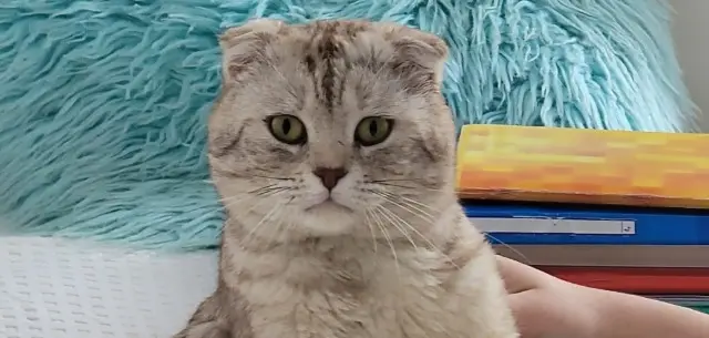 chat perdu Nantes Boss chat lost Nantes Boss