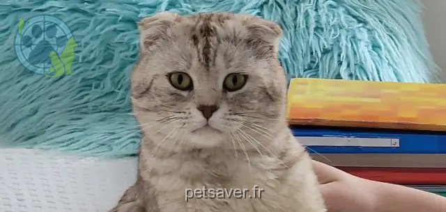 gato perdido Nantes Boss gato lost Nantes Boss