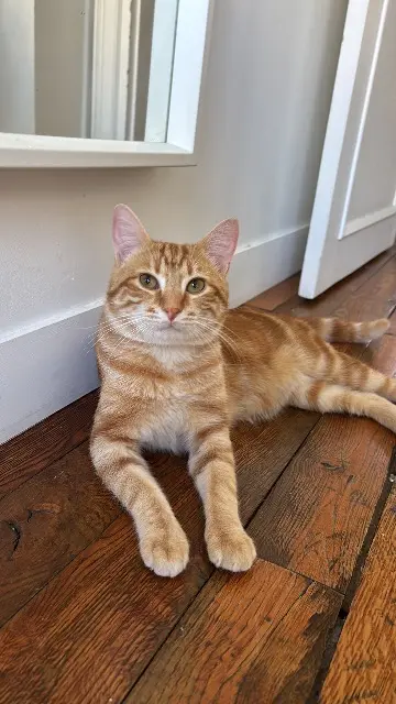 chat lost    Nantes Caution