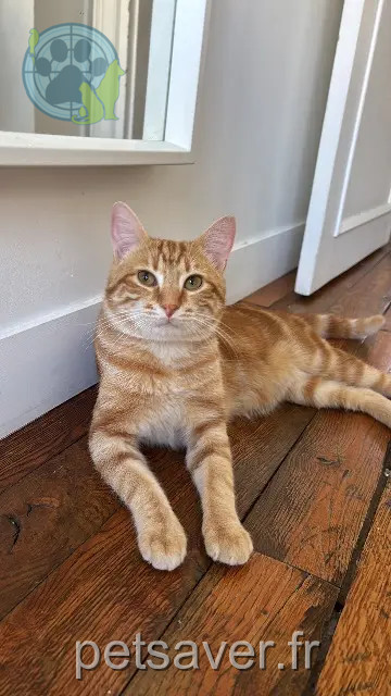 gato perdido Nantes Caution gato lost Nantes Caution