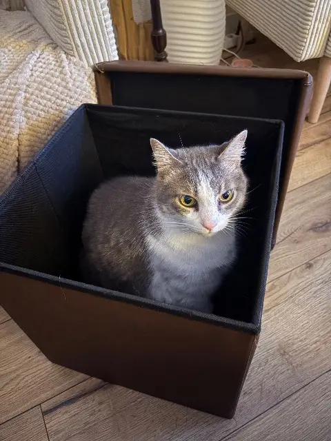 chat lost    Nantes Chamallow