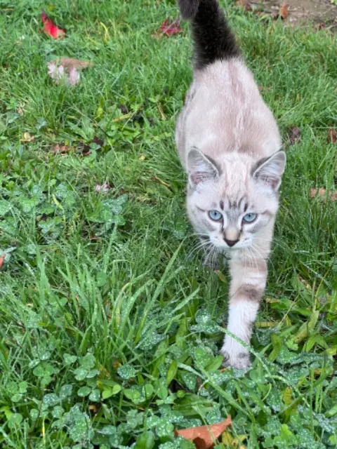 chat lost    Nantes Cosmos