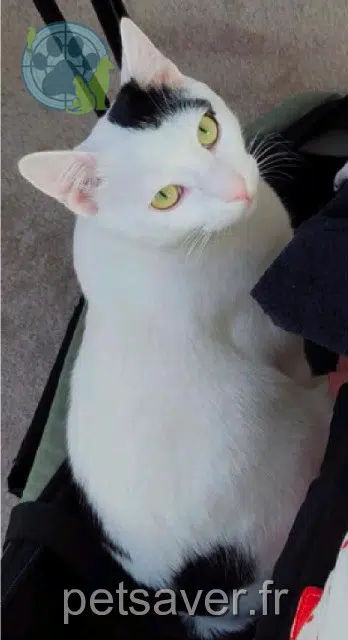 chat lost    Nantes Crocus