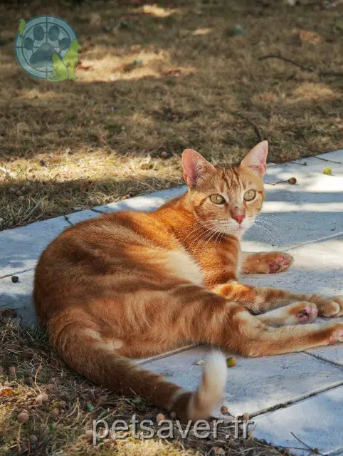 chat lost Nantes Cyka