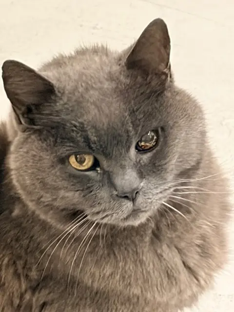 chat lost    Nantes Dewey