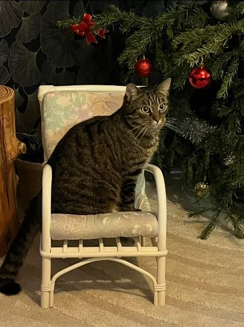 chat lost    Nantes Didier