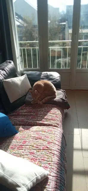 chat lost    Nantes Distingué