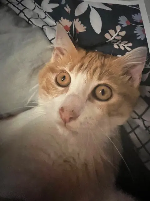 chat lost    Nantes Garfield