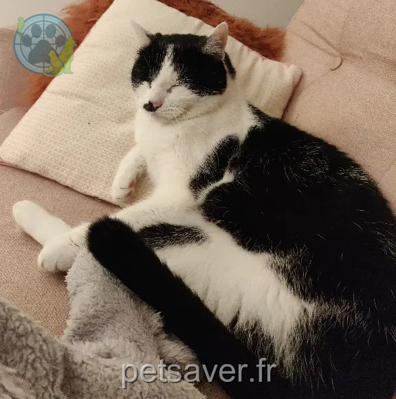 Chat Perdu 44 Loire-Atlantique Nantes - Gaspard Chat Perdu 44 Loire-Atlantique Nantes - Gaspard