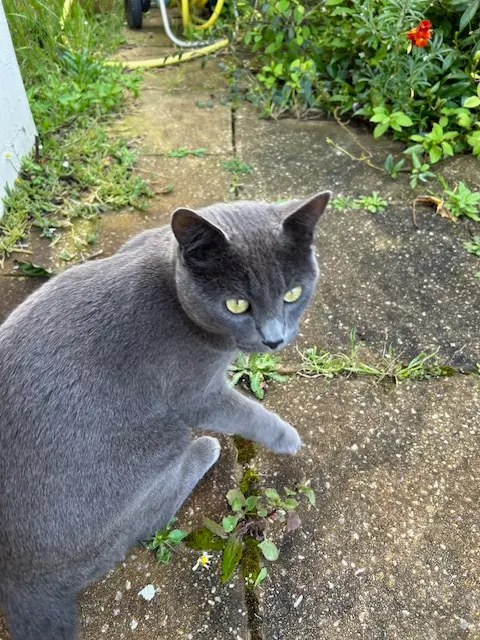 Chat Perdu 44 Loire-Atlantique Nantes - Grizzly